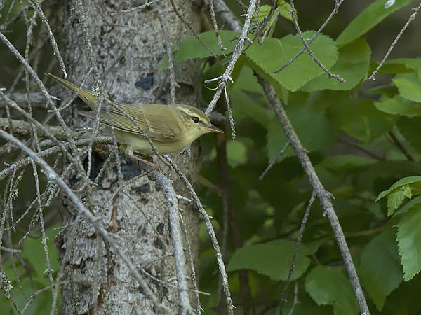 Idänuunilintu, Greenish Warbler, Phylloscopus trochiloides